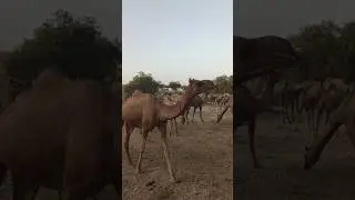 Quality camel breeds 🐪 || #desertanimals #viral #shorts