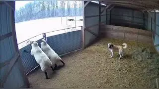 CCTV Footage: Sheep Hold the Barn Door as Wolves Break In