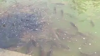 Railwar colony pokhar