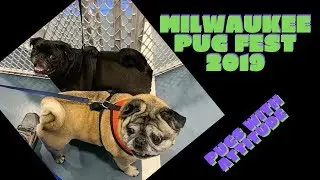 Milwaukee Pug Fest 2019