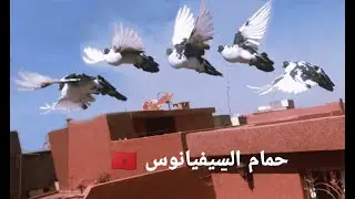 جمال حمام #السيفيانوس /  The Beauty of the Pigeons Sivianos