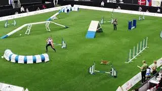 UKRAINE Small TEAM AGILITY AWC 2019