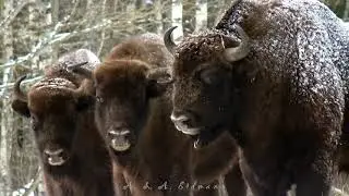 Зубры и сено. EUROPEAN BISON (Bison bonasus)