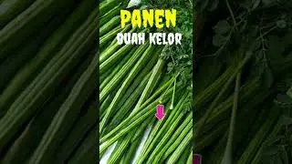 kelor hasilkan daun dan buah#shortvideo