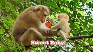 Heartwarming Scenes: Robin and Rose's Loving Connection, @monkeyscorner
