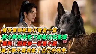民間故事：懷孕黑狗被毆打奄奄一息，窮小夥拼命救下卻被打成重傷，黑狗：回家時一定要小路，窮小夥不疑竟救了自己的性命