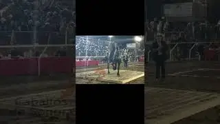 Caballo Frizon El Rey Ben