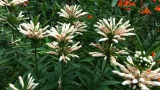 Leonotis leonurus Alba- Wild dagga - Lion's tail - HD 02