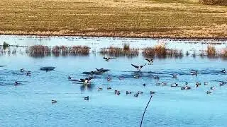 Ducks in The River Refuge 
