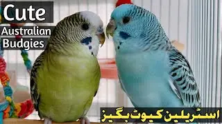 Cute Australian Budgies || very colorful Australian Budgies || IRfanKhan Birds Information
