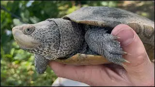 Diamondback Terrapin!