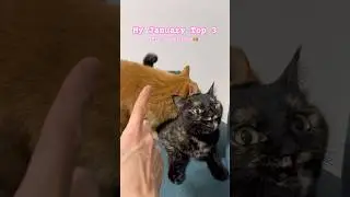 #1 / Number One #cat #adorably #kitten #adoreble #kitty #cutecat #cute #cats #pets #love #meow