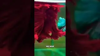He... Red beta.. 😍❤️🍁✨ #shorts #short #viral #trending #mhheros