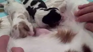 Lucy, Riley and Belle Day 2.wmv