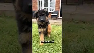 Окрас немецкий овчарок #собака #хочуфакты #шортс #овчарка