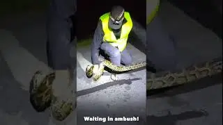 Waiting in ambush!