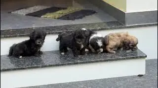 Lhasapso puppy dog sale in Kerala|all india delivery available|lhasa apso puppies for sale|lhasapso