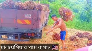 মালয়েশিয়ার পাম বাগান 🇲🇾 পাম বাগানে বড় গাড়ি কিভাবে লোড দেওয়া হয় দেখুন 😱#2025 #zero1 ##vlog 