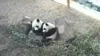 1/11/08~Mei Lan Runs to Lun~4.33min.