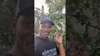 Mango festival 2025