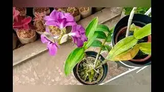 ANGGREK HYBRID