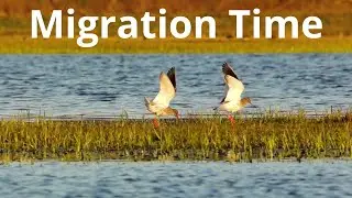 Spring Migration Hotspot - Birds at the Narew&ndash;Biebrza Confluence