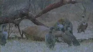 Hyenas versus Vultures