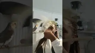 Cockatiels doing step up | Graui and Galbi|Nymphensittiche