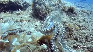 Skiathos Diving Center 