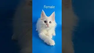 Female color chaded ds11...born 20.03.2024....info pm☎️📩✍️
