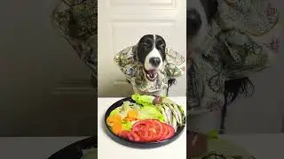 CUTE DOG EATING SHOW.DOG FEEDING MUKBANG.#dogfeeding #doglife #dogfood #dogeating #dogchews #cutedog