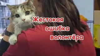 Нет больше кошки Сары