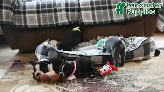 Playful Boston Terrier Puppies