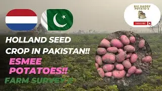 Esmee Potatoes | Holland Potato Seed | Red Potato Variety | Fresh Potato Crop | Pakistani Potatoes |