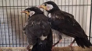 MENERIMA GROSIR DAN ECERAN‼️LANGSUNG MERAPAT KIOS BOS
