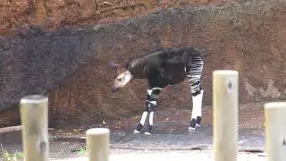 Baby Okapi 4K Test