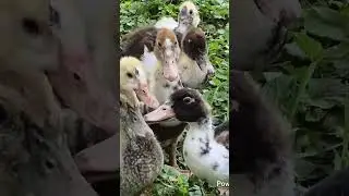 Farm Yard - watching chickens and ducks #jesus #farming #chicken #ducks