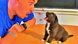 The funniest animal videos 🐶 A collection of the funniest moments of dogs and cats 🌺 #funny_videos
