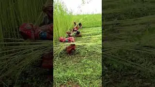 Jute Harvesting #shorts