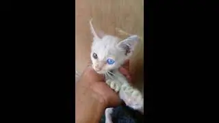 Mata kucing 2 warna ( odd eyes )