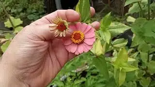 A Quick Garden Update...Planting a few late Pompeii tomato plants and a variegated zinnia.