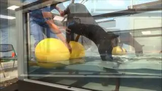 Hydrotherapy at Pawsitive Steps Rehabilitation & Therapy for Pets