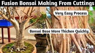 Fusion Bonsai Making From Cuttings