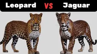 What is the Difference Between a Leopard and a Jaguar?