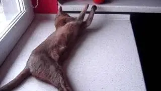 Kotka abisyńska z pomidorkiem .. sweet abyssinian cat