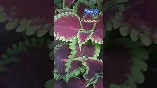 Coleus sp.  Lamiaceae family #field #nature #botany #flower #plants #garden  @Plant_investigation