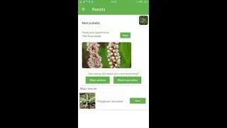 PlantSnap identifies a Pale Smartweed (Persicaria lapathifolia)