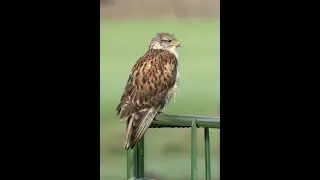Ferruginous Hawk Eats Prey