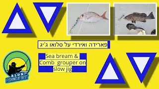 Sea bream and comb grouper on slow jig - EN subs