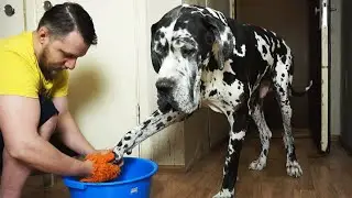 Cleaning My Dog's Paws After Walk | Great Dane and Quarantine